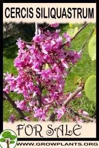 Cercis siliquastrum for sale