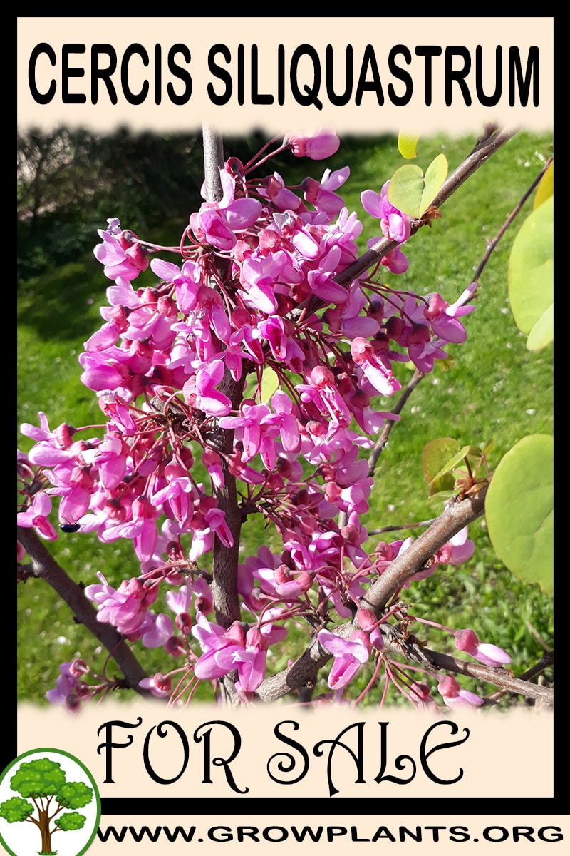 Cercis siliquastrum for sale