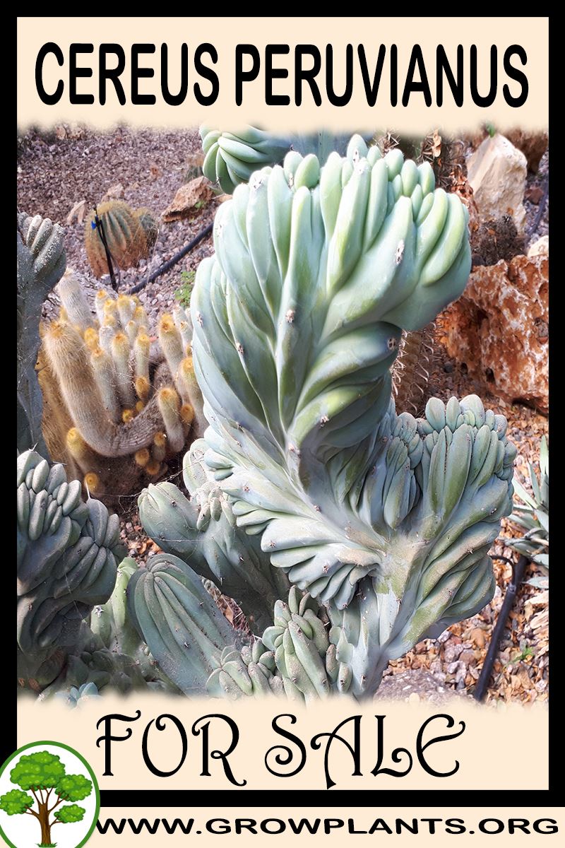 Cereus peruvianus for sale