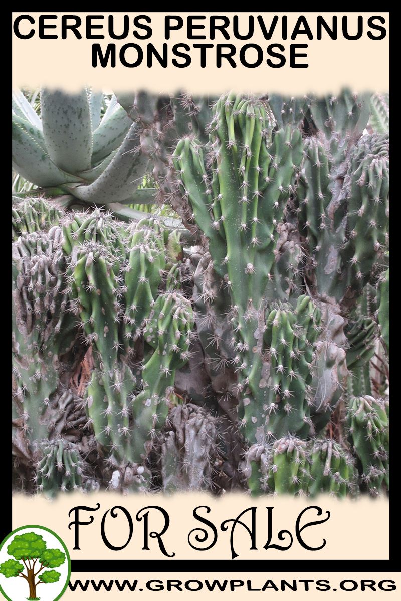 Cereus peruvianus monstrose for sale