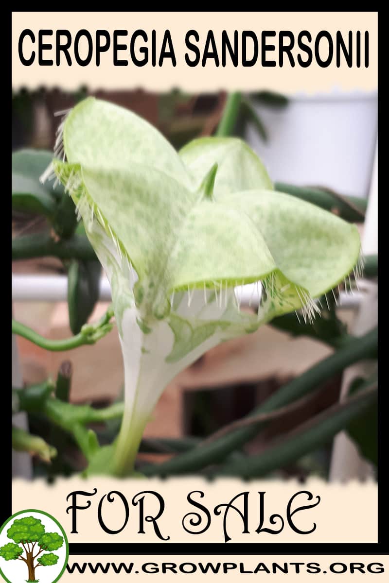 Ceropegia sandersonii for sale