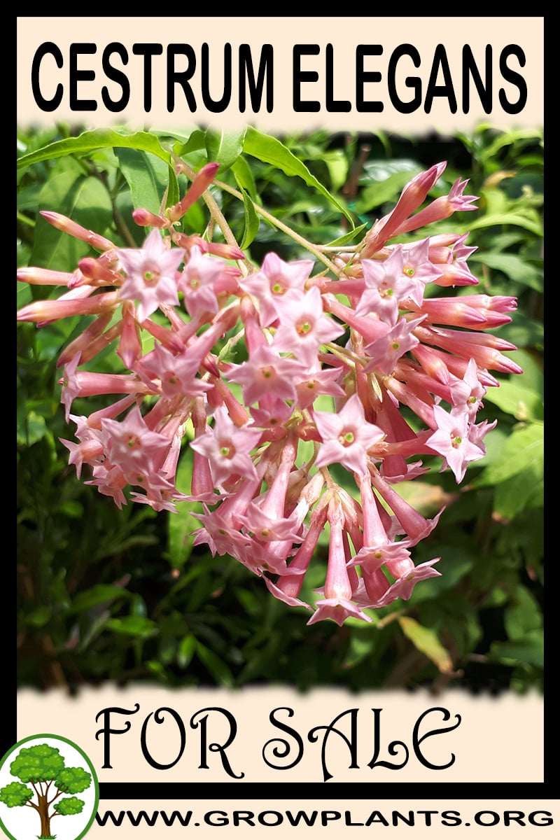 Cestrum elegans for sale