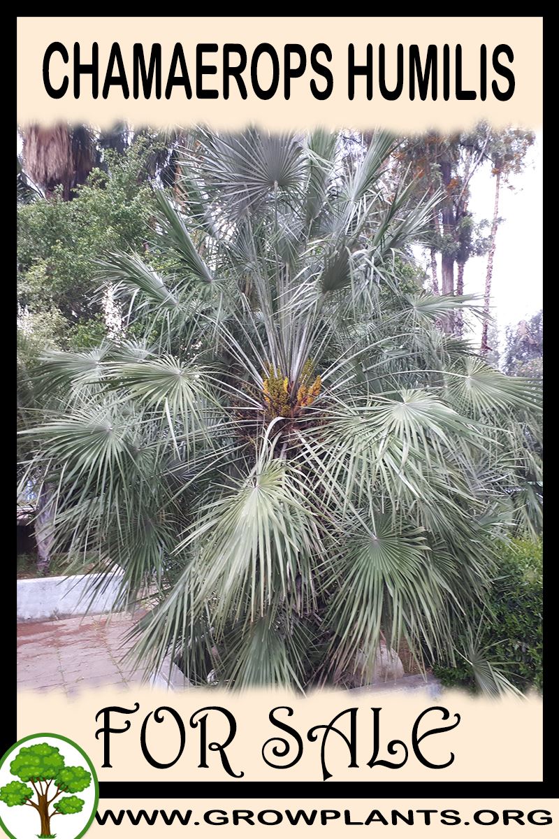 Chamaerops humilis for sale