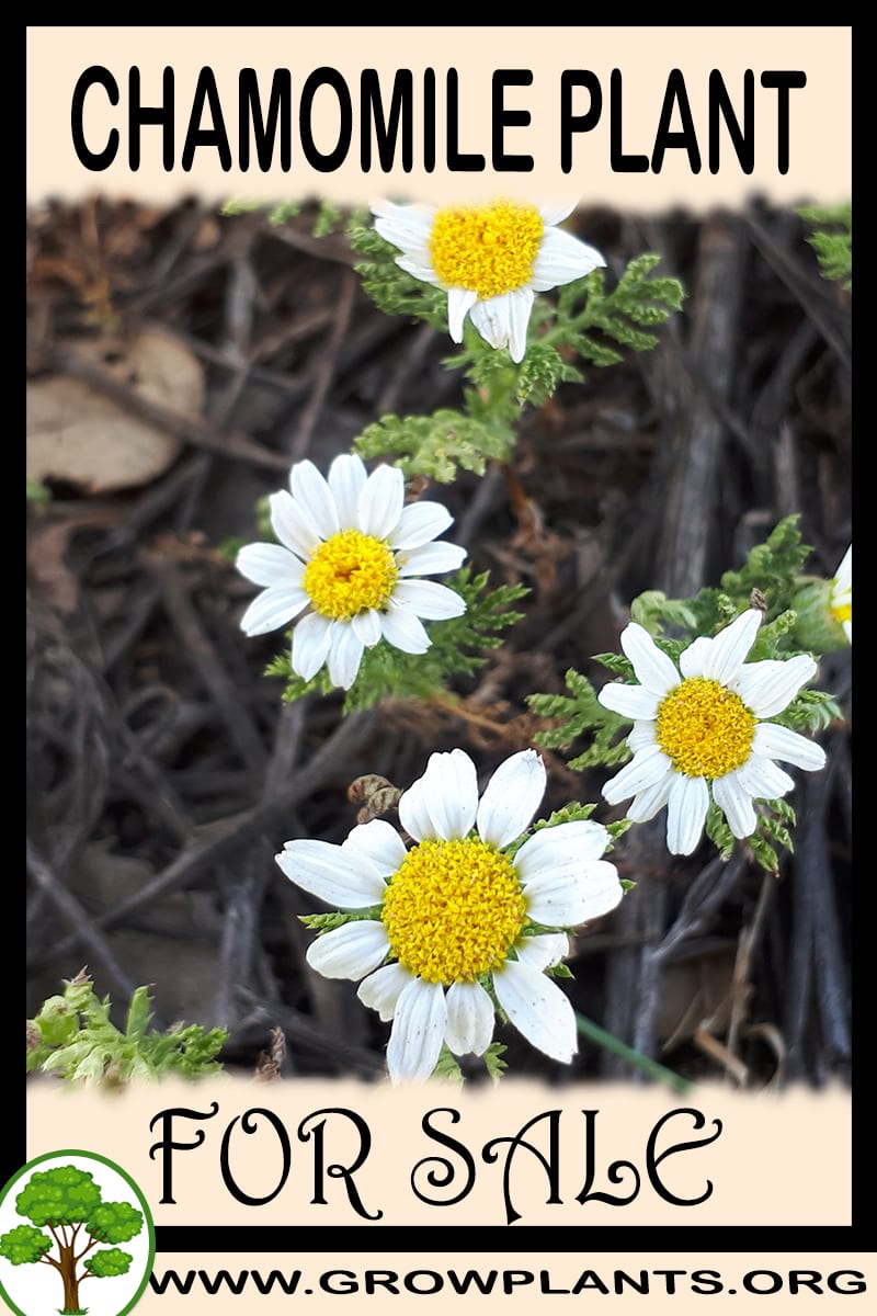 Chamomile plant for sale