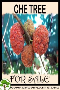 Che tree for Sale: Pre-Purchase & Growing Guide Che tree for sale