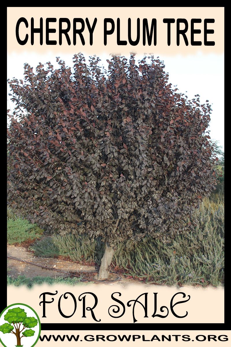 Cherry plum tree for sale