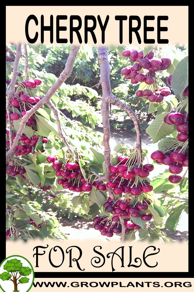 Cherry tree for sale