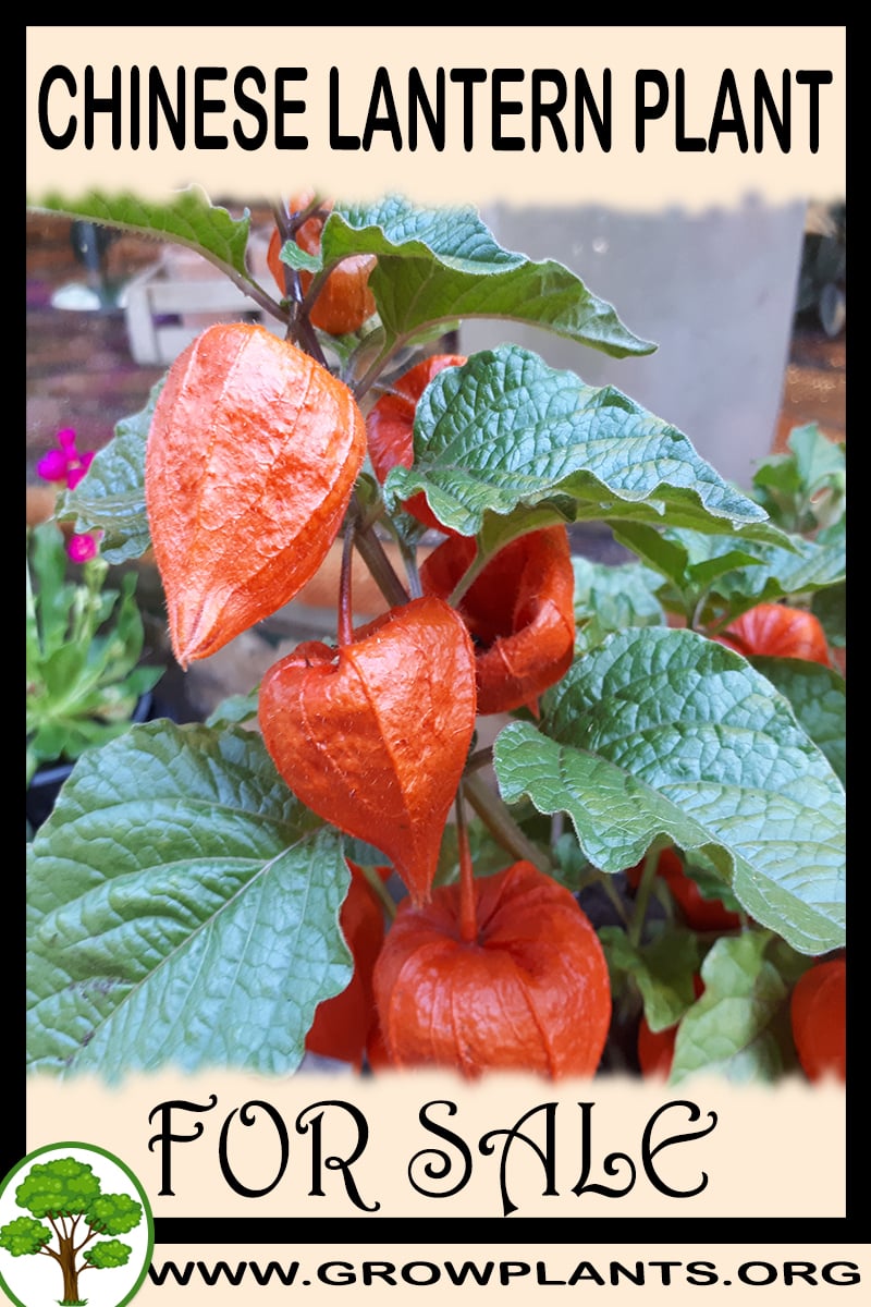 Chinese lantern plant for sale Grow plants