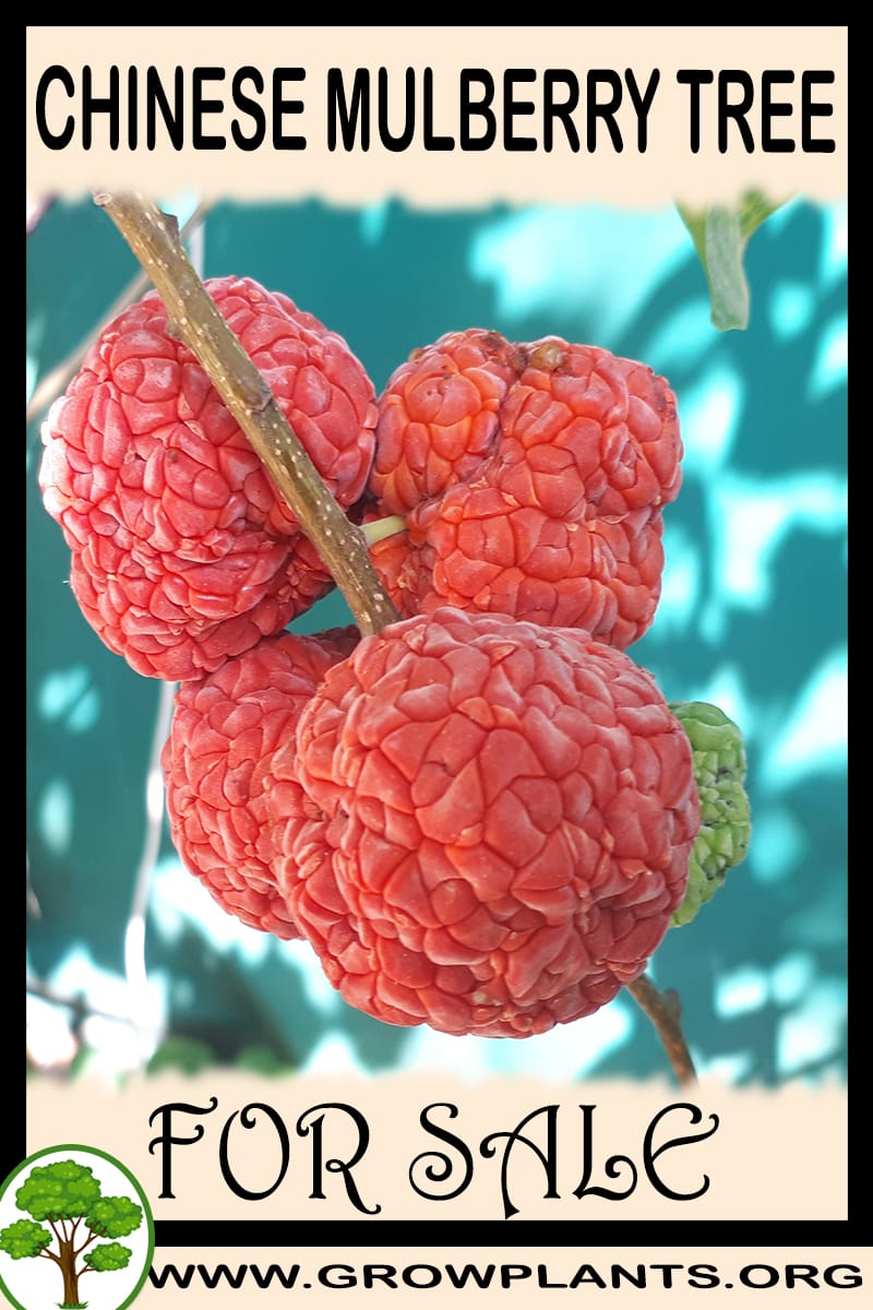 Chinese mulberry tree for sale