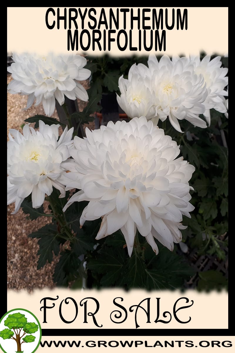 Chrysanthemum morifolium for sale Grow plants