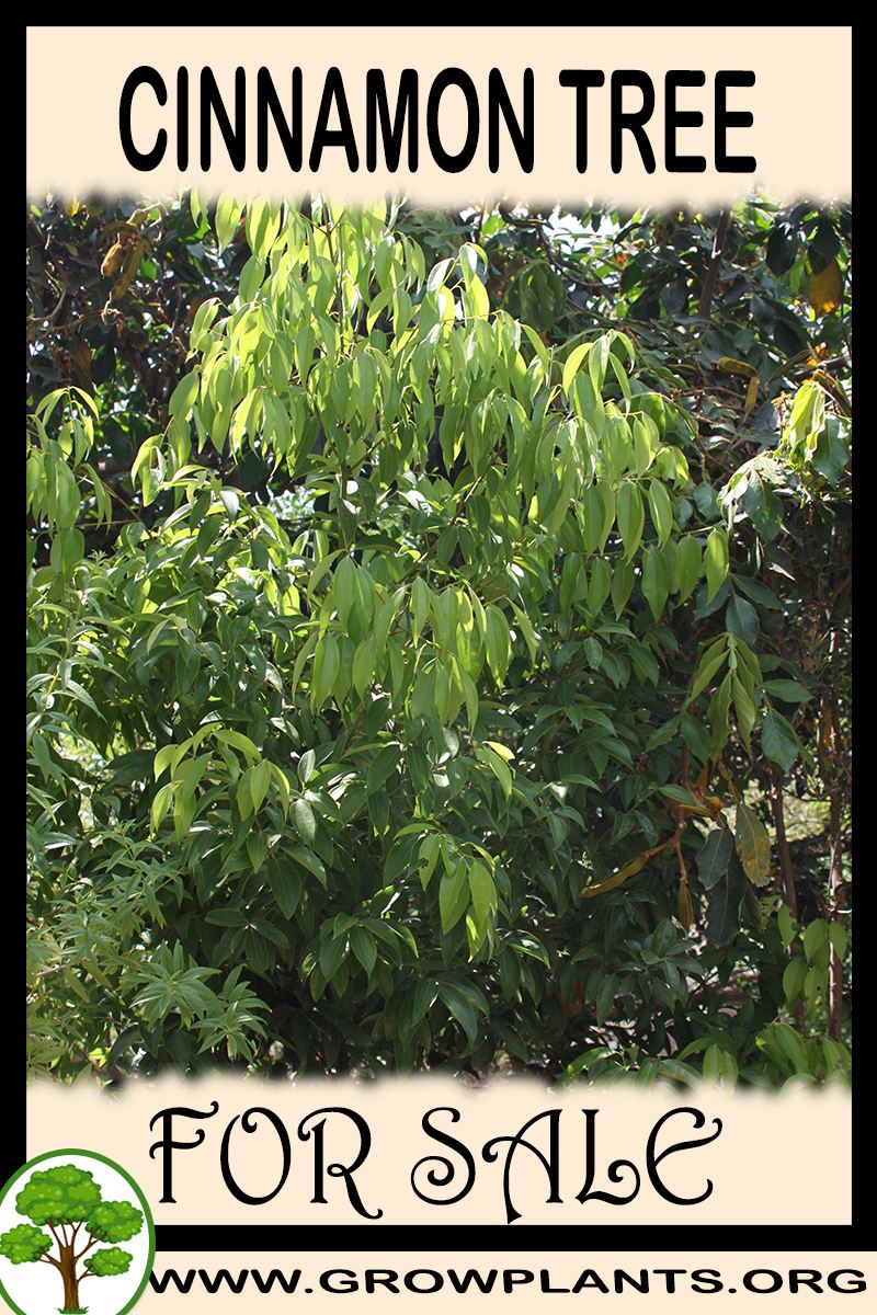 Cinnamon tree for sale