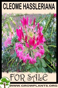 Cleome hassleriana for Sale: Pre-Purchase & Growing Guide Cleome hassleriana for sale