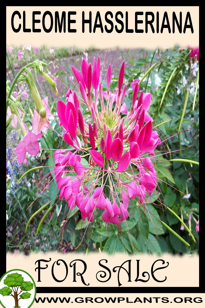 Cleome hassleriana for sale