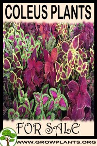 Coleus plants for sale