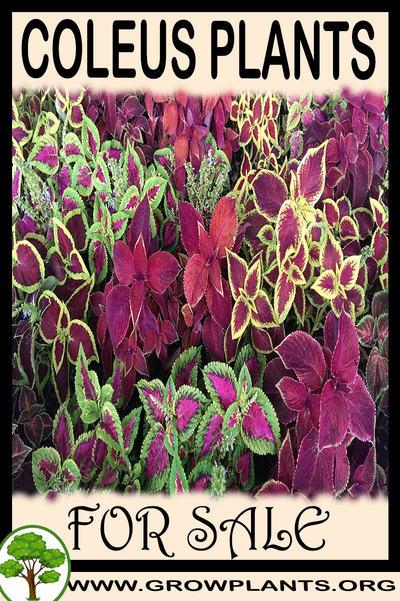 Coleus plants for sale