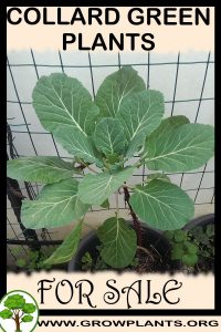 Collard green plants for Sale: Pre-Purchase & Growing Guide Collard green plants for sale