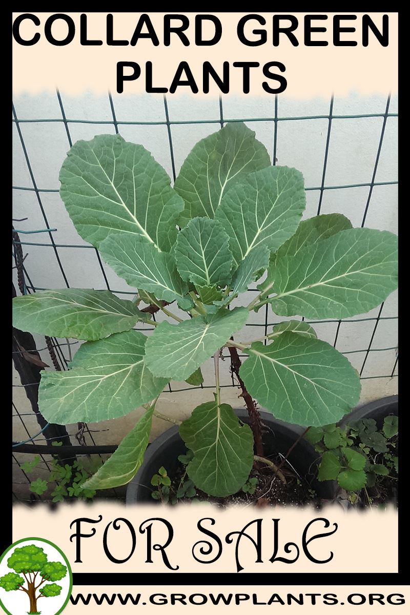 Collard green plants for sale