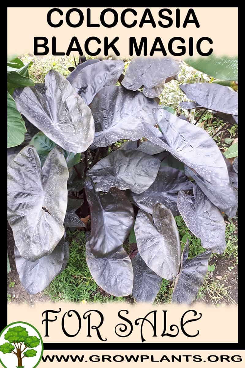Colocasia Black Magic