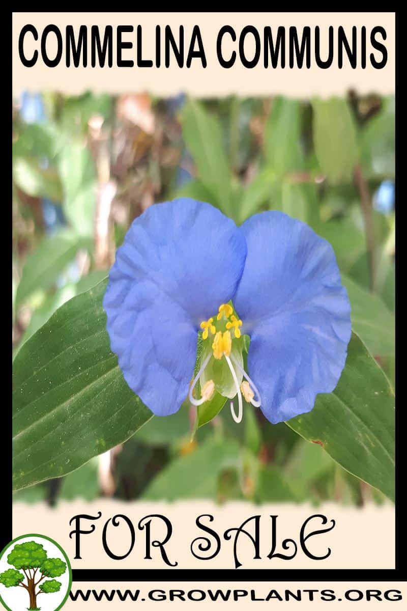 Commelina communis for sale