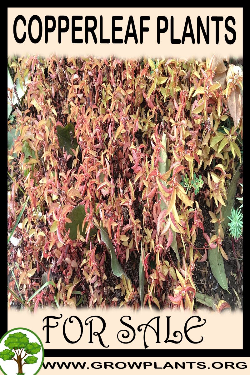 Copperleaf plants for sale Grow plants