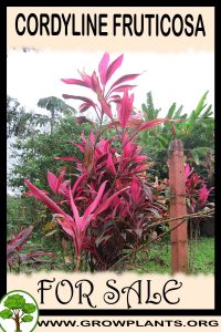 Cordyline fruticosa for sale
