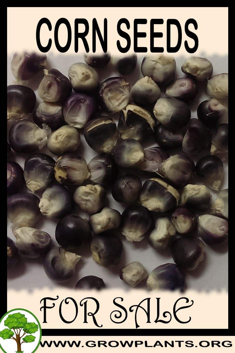 Corn seeds for sale