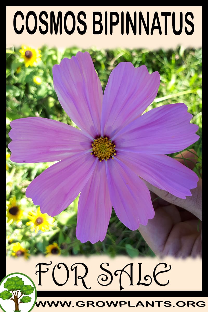 Cosmos bipinnatus