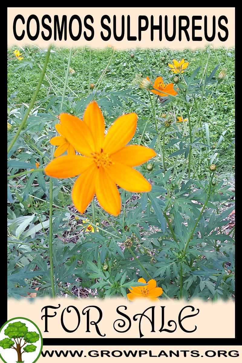 Cosmos sulphureus for sale