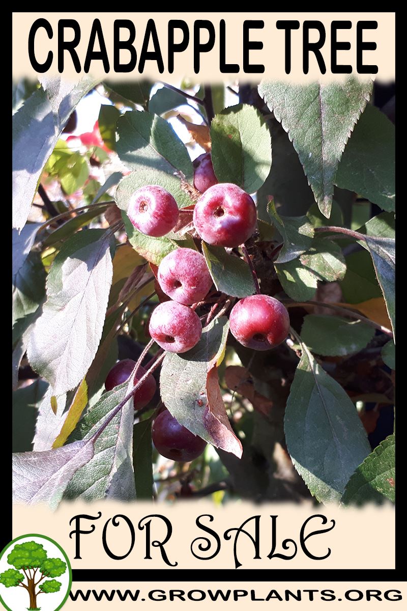 Crabapple tree for sale