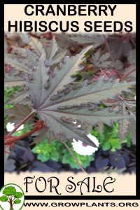 Cranberry hibiscus seeds for sale