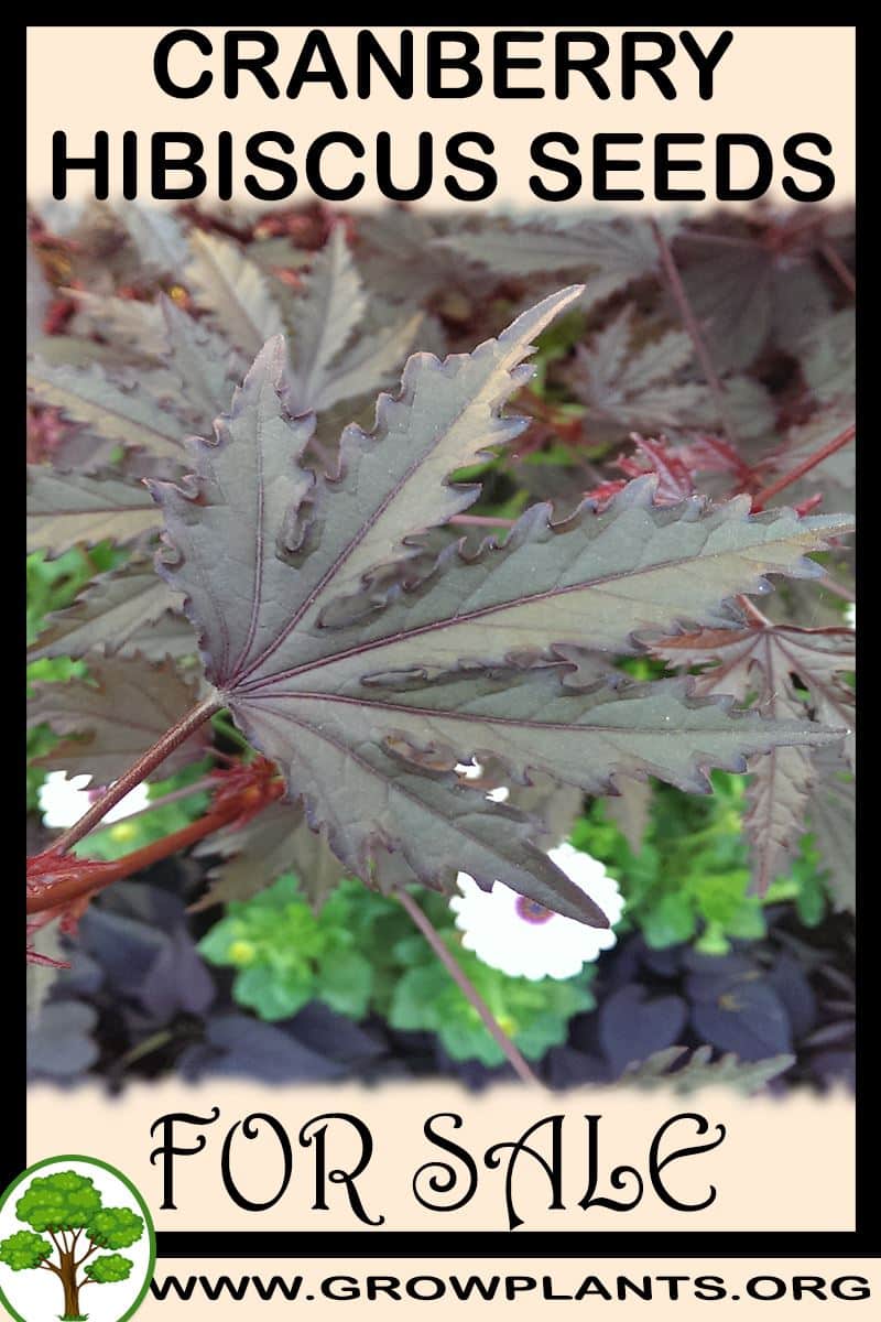 Cranberry hibiscus seeds