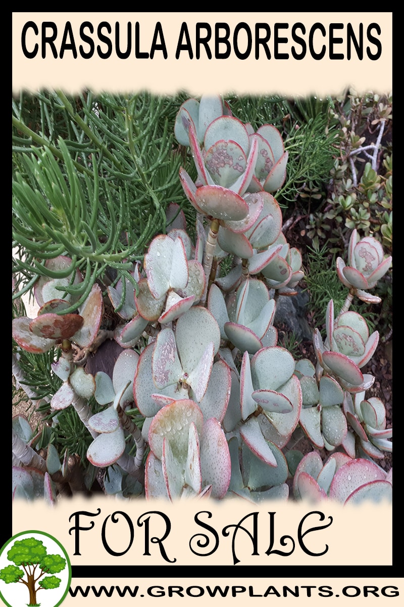 Crassula arborescens for sale