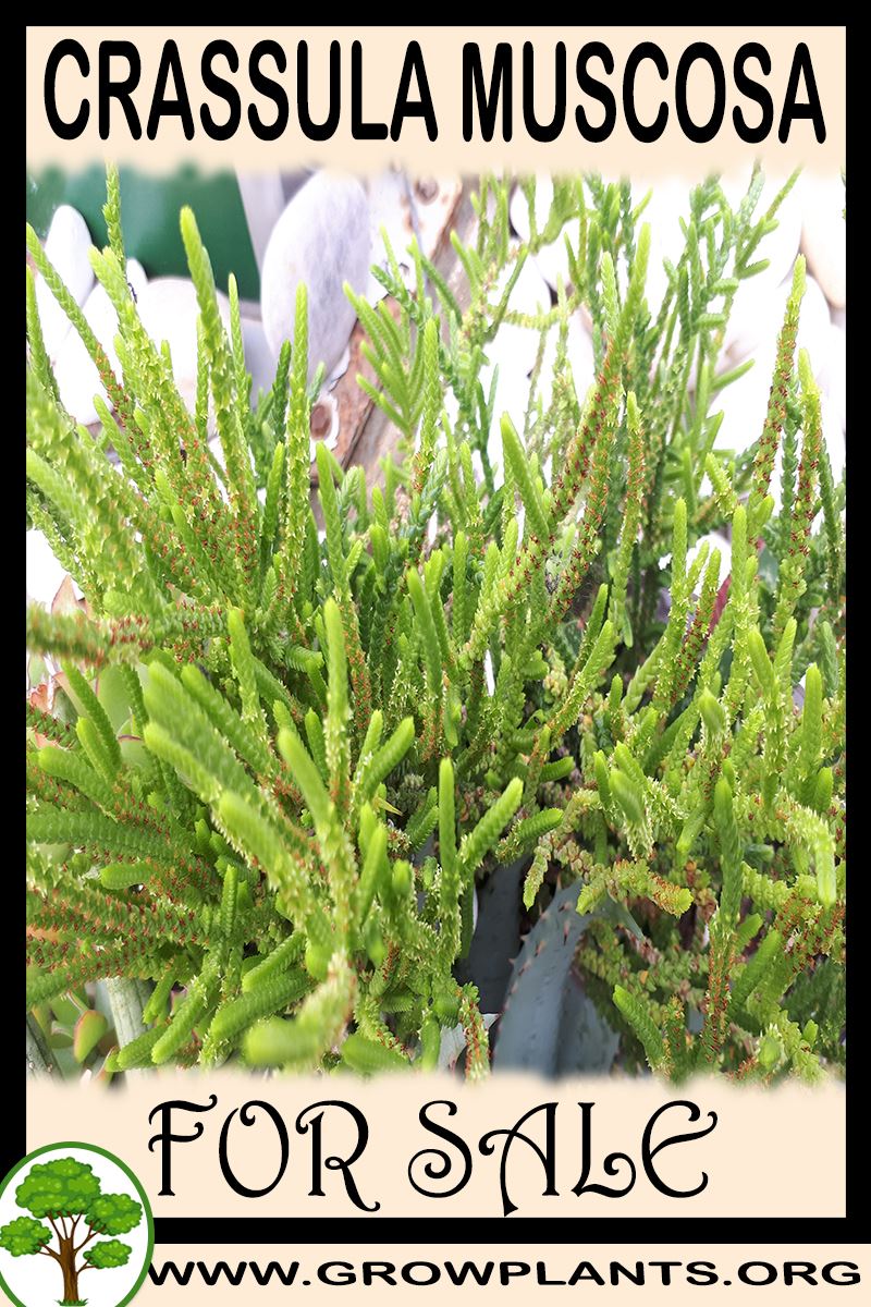 Crassula muscosa for sale