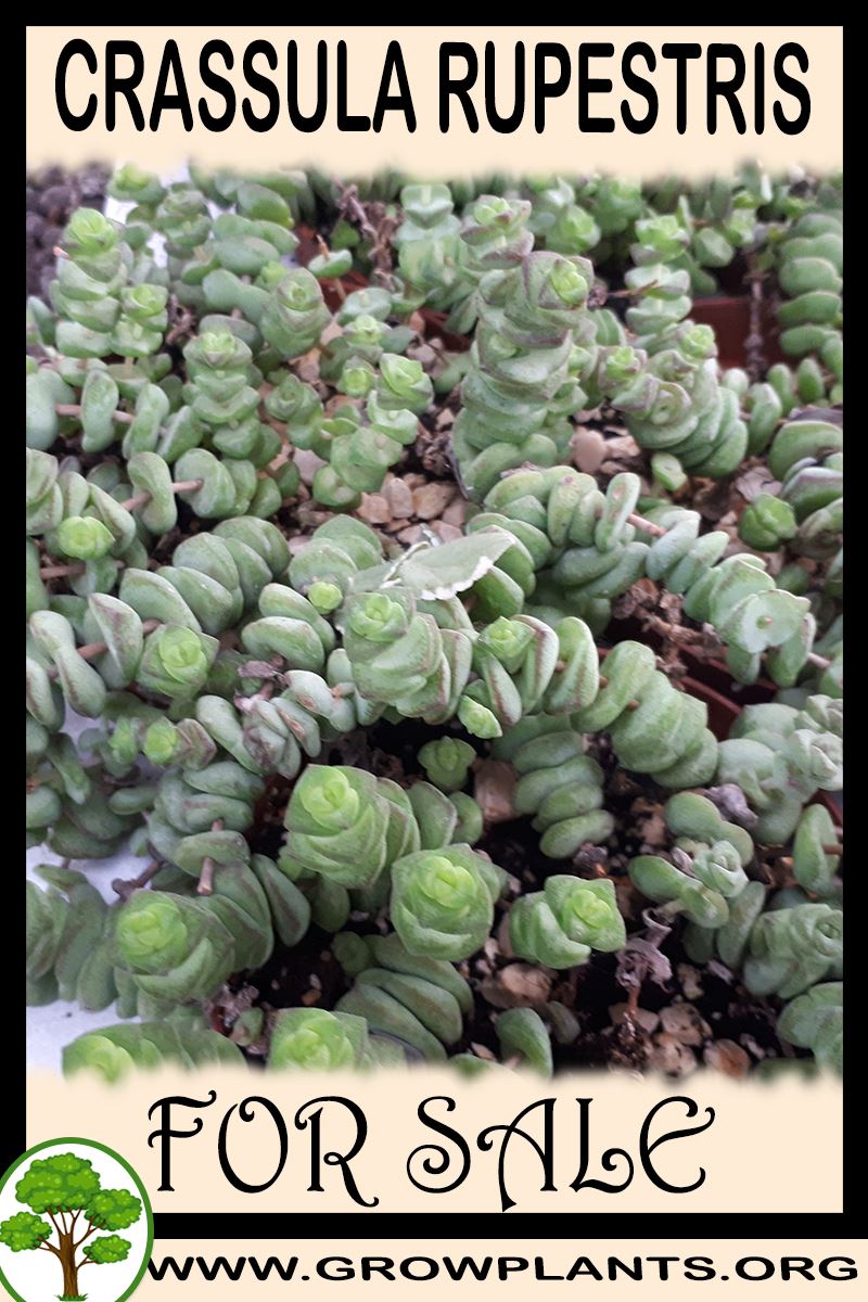 Crassula rupestris for sale