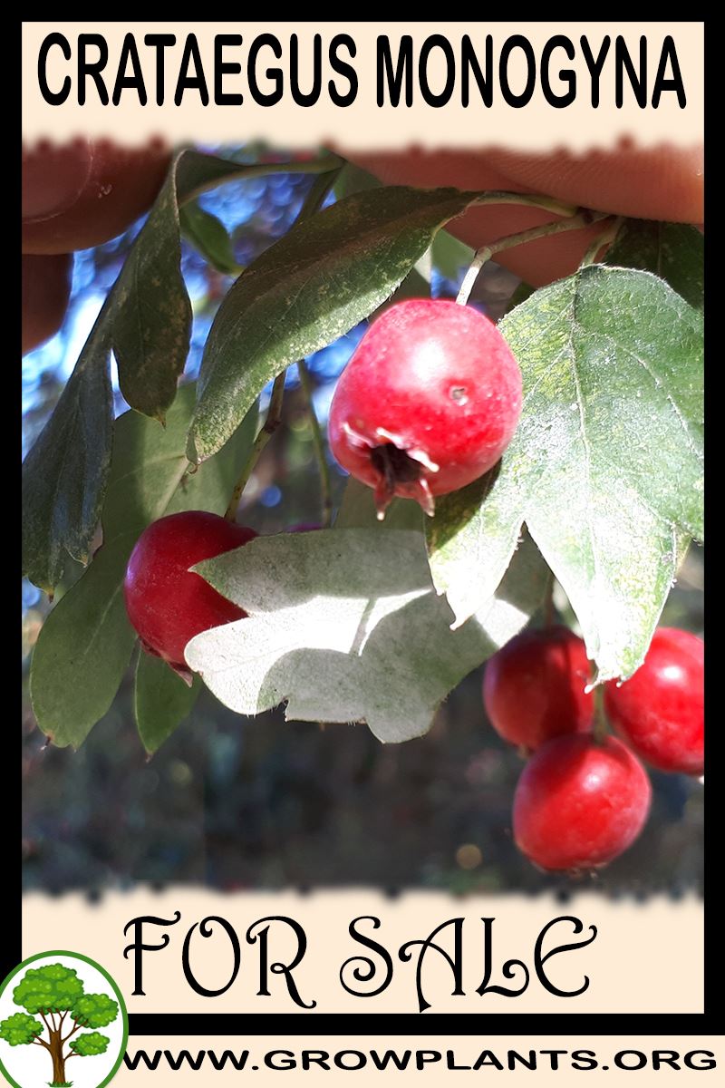 Crataegus monogyna for sale