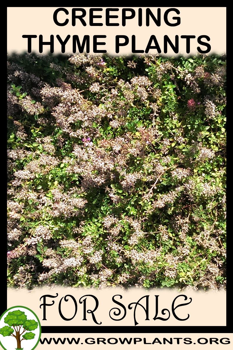 Creeping thyme plants for sale Grow plants