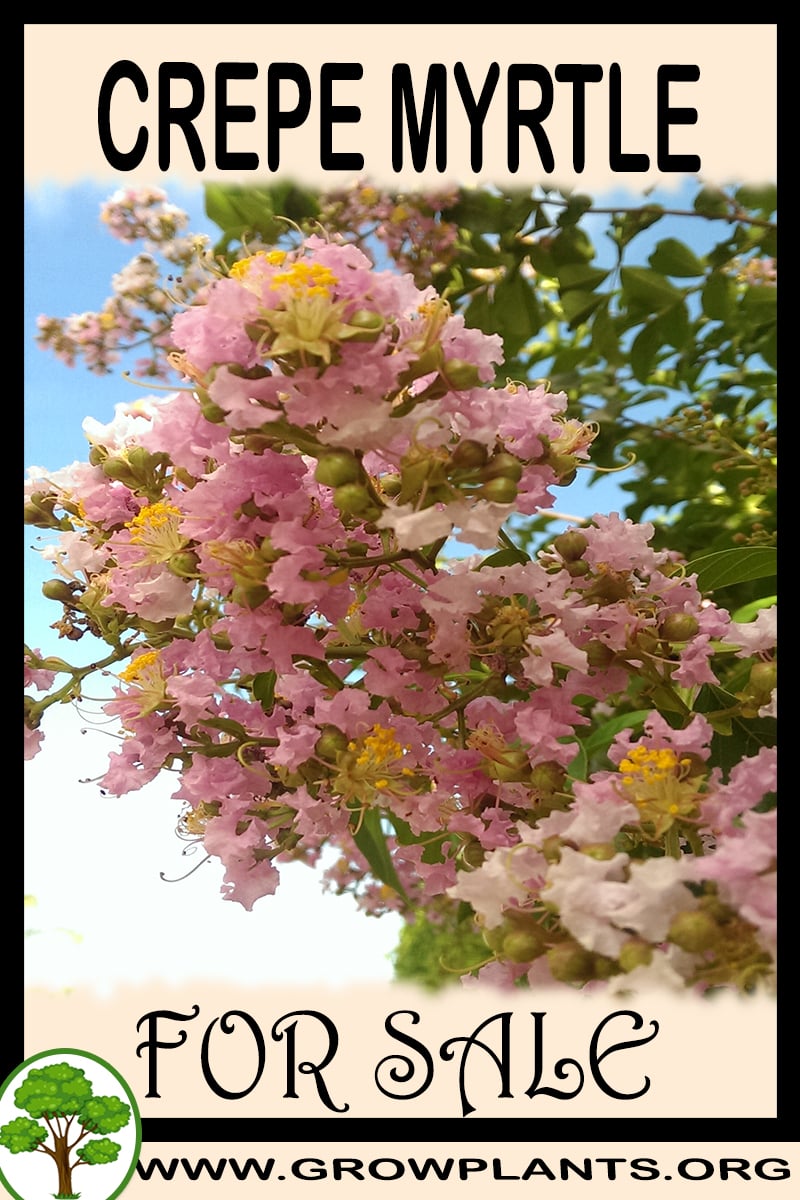 Crepe myrtle for sale