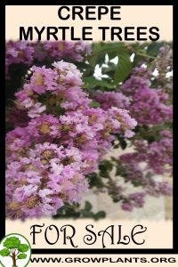 Crepe myrtle trees for Sale: Pre-Purchase & Growing Guide Crepe myrtle trees for sale
