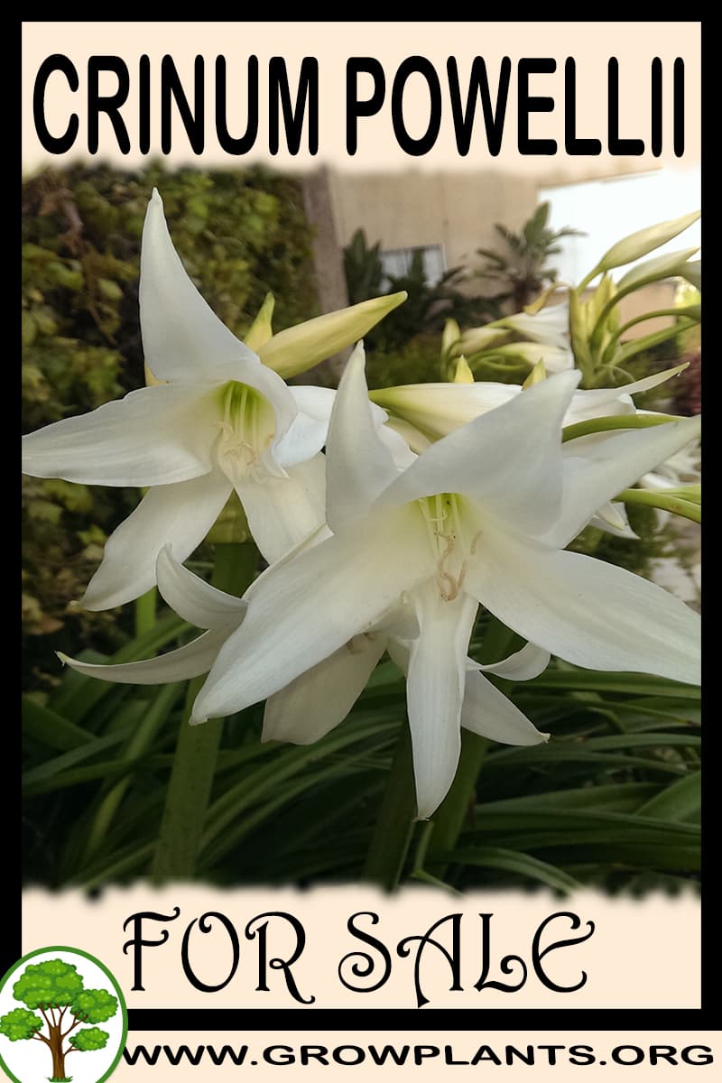 Crinum powellii for sale