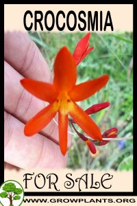 Crocosmia for Sale: Pre-Purchase & Growing Guide Crocosmia for sale