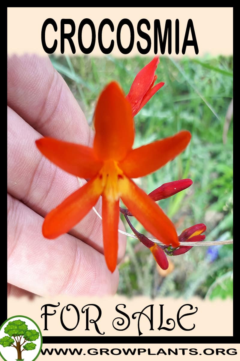 Crocosmia
