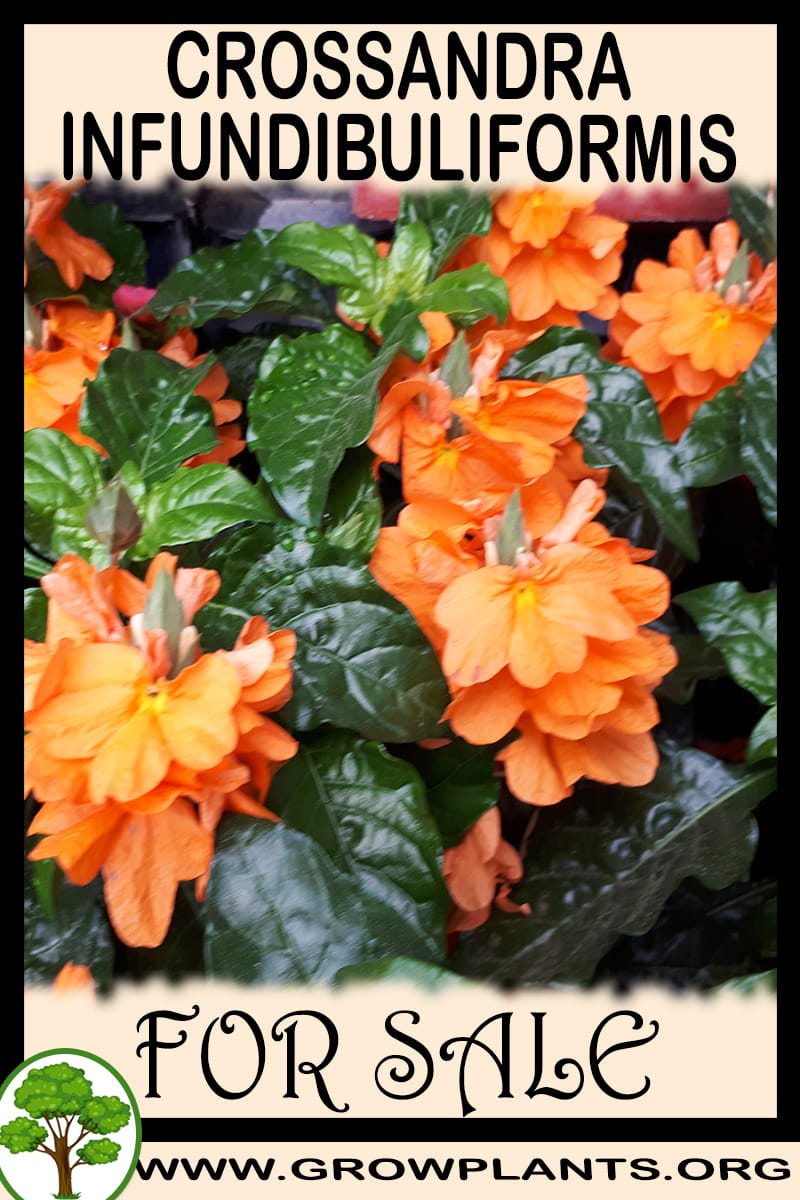 Crossandra infundibuliformis for sale
