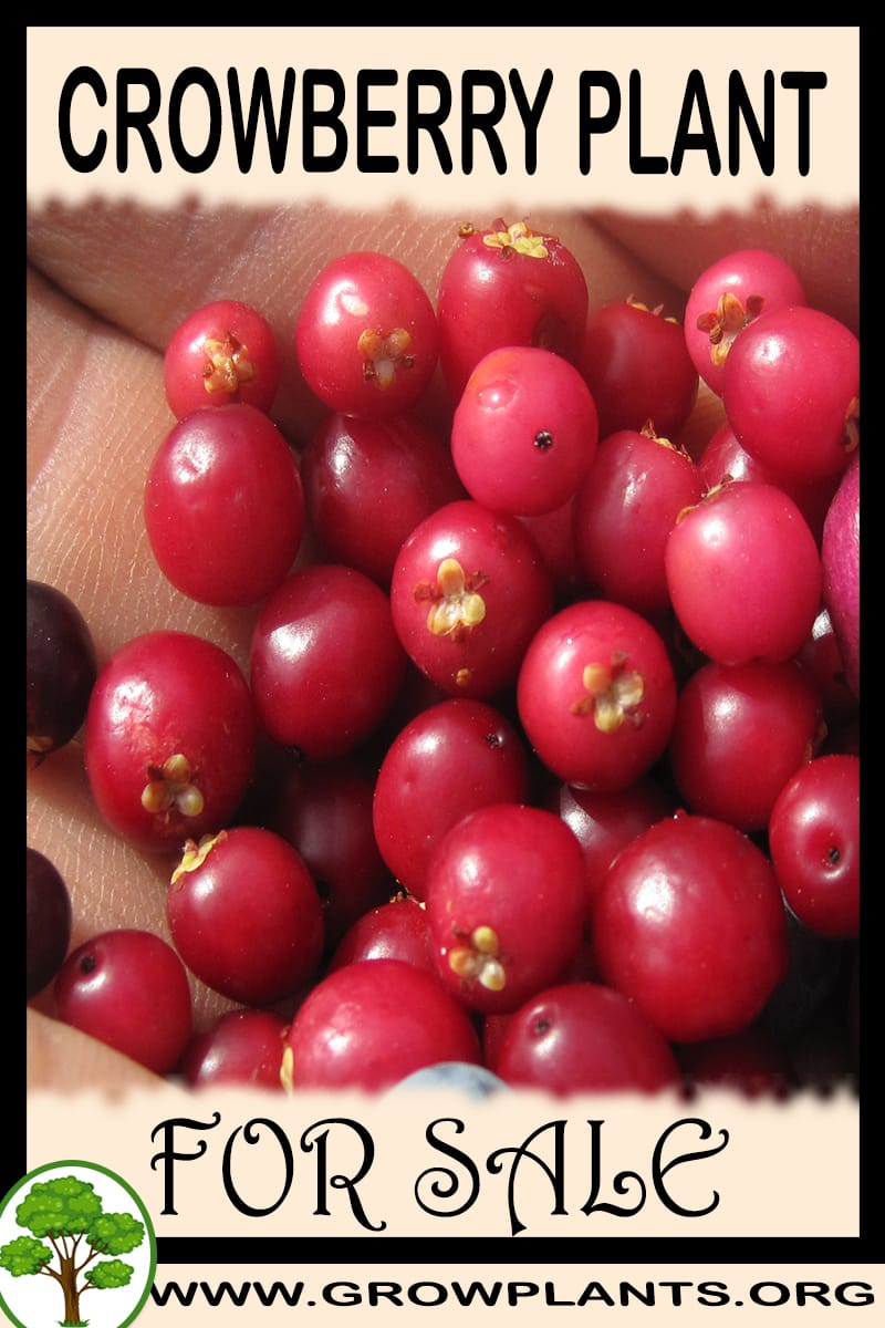 Crowberry plant for sale