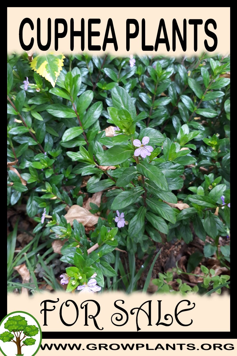 Cuphea plants for sale