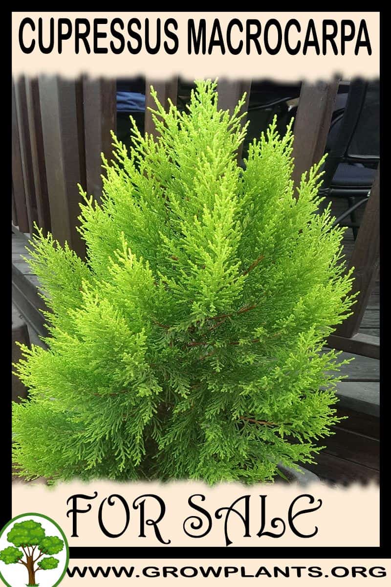 Cupressus macrocarpa