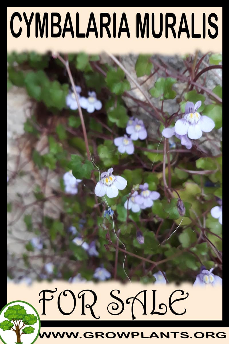 Cymbalaria muralis for sale