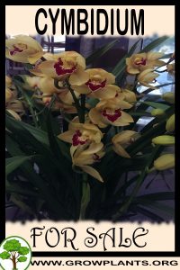 Cymbidium for sale