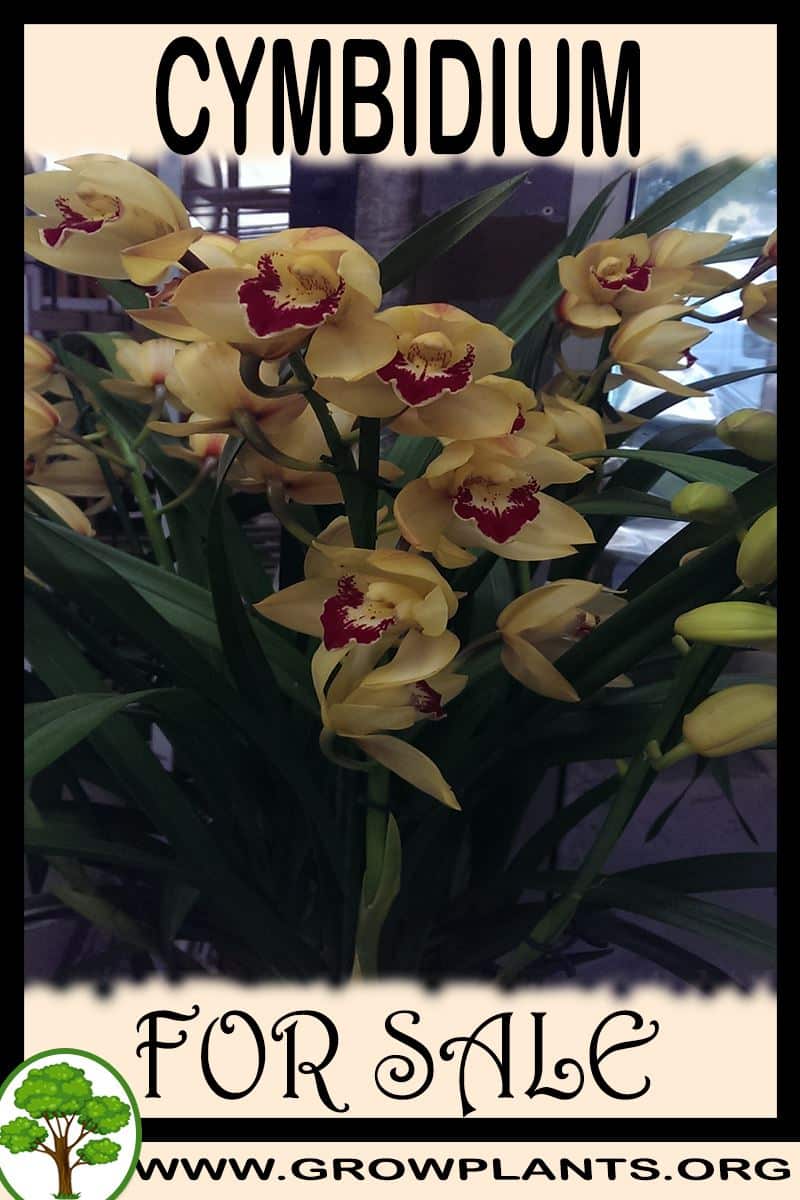 Cymbidium for sale