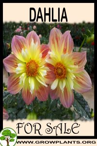 Dahlia for sale