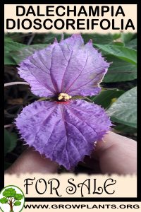 Dalechampia dioscoreifolia for sale